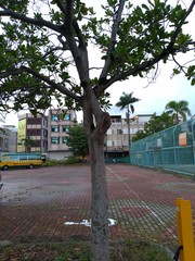 Palaquium formosanum