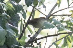 Acrocephalus scirpaceus