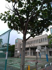 Palaquium formosanum