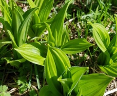 Veratrum album