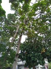 Palaquium formosanum