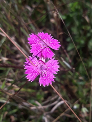Dianthus deltoides