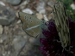 Polyommatus ripartii