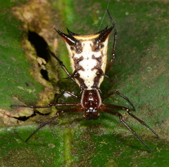 Micrathena necopinata
