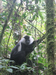 Colobus angolensis ruwenzorii