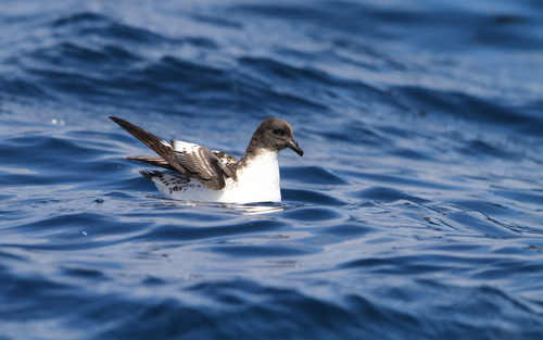 Petrel damero (Daption capense)