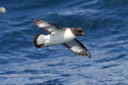 Petrel damero (Daption capense)