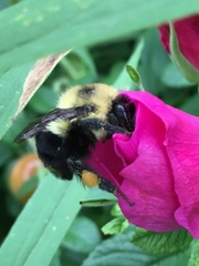 Bombus griseocollis
