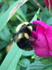Bombus griseocollis
