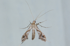Lineodes