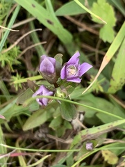 Gentianella campestris