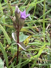 Gentianella campestris