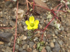 Calandrinia litoralis