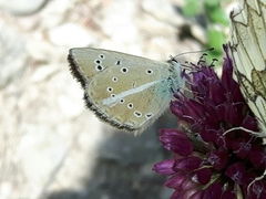 Polyommatus ripartii
