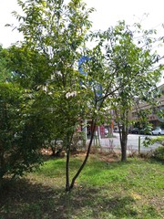 Prunus campanulata