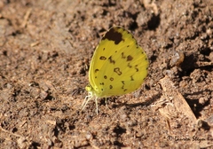 Eurema hecabe solifera