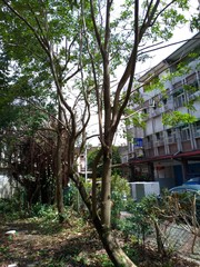 Magnolia compressa lanyuensis