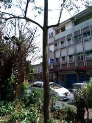 Magnolia compressa lanyuensis