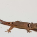 Sphaerodactylus glaucus - Photo (c) Pedro E. Nahuat-Cervera, μερικά δικαιώματα διατηρούνται (CC BY-NC)