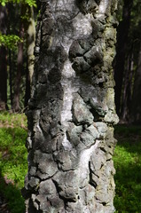 Betula pendula