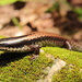 Schwartze's Skink - Photo (c) Pedro E. Nahuat-Cervera, some rights reserved (CC BY-NC), uploaded by Pedro E. Nahuat-Cervera