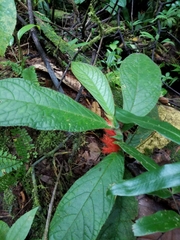 Columnea purpurata