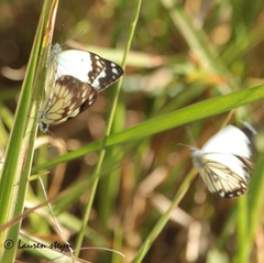 Belenois creona severina