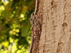 Cicada orni