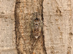 Cicada orni