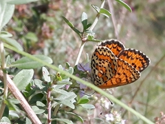 Melitaea trivia