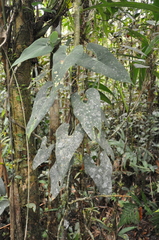 Anthurium folsomianum