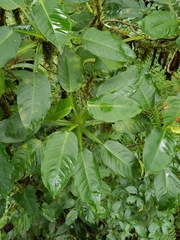 Image of Philodendron inaequilaterum