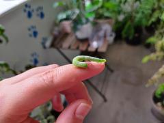 Trichoplusia ni