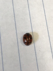 Coccinella alta