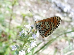 Melitaea trivia