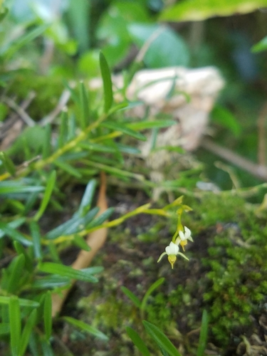 Epidendrum sancti-ramoni Hágsater