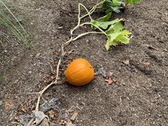 Cucurbita maxima maxima