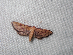Idaea infirmaria