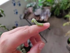 Trichoplusia ni