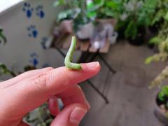 Trichoplusia ni