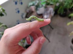 Trichoplusia ni
