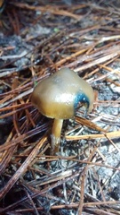 Psilocybe aucklandiae