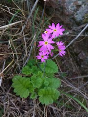 Primula cortusoides