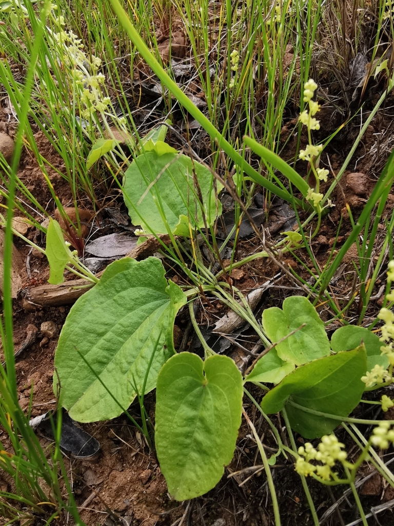 Dioscorea