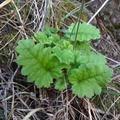 Primula cortusoides
