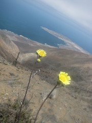 Senecio antofagastanus