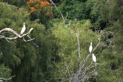 Bubulcus ibis