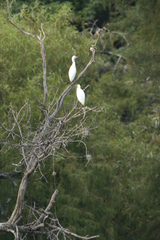 Bubulcus ibis