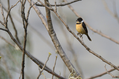 Sporophila torqueola