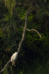 Nycticorax nycticorax